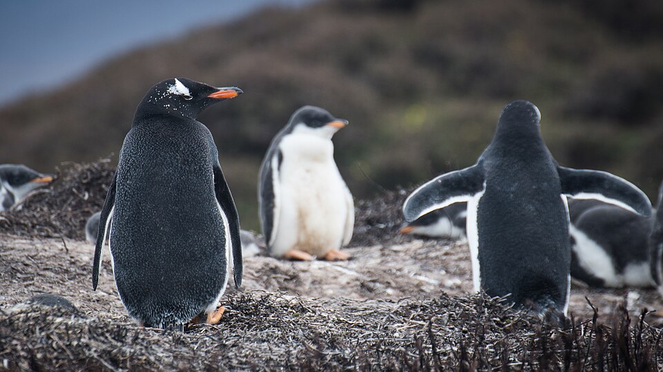 A group of gentoo penguins on the Kerguelen Islands