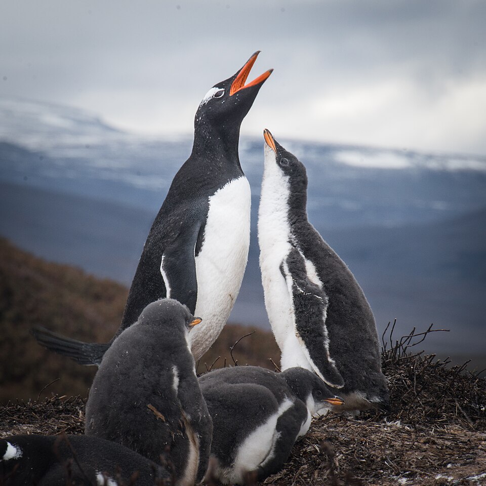 Gentoo penguins photographed on the Kerguelen Islands